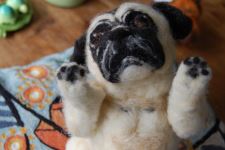 Pug Albert